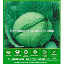 NC06 Renxian F1 semillas híbridas de col de alto rendimiento para el cultivo
